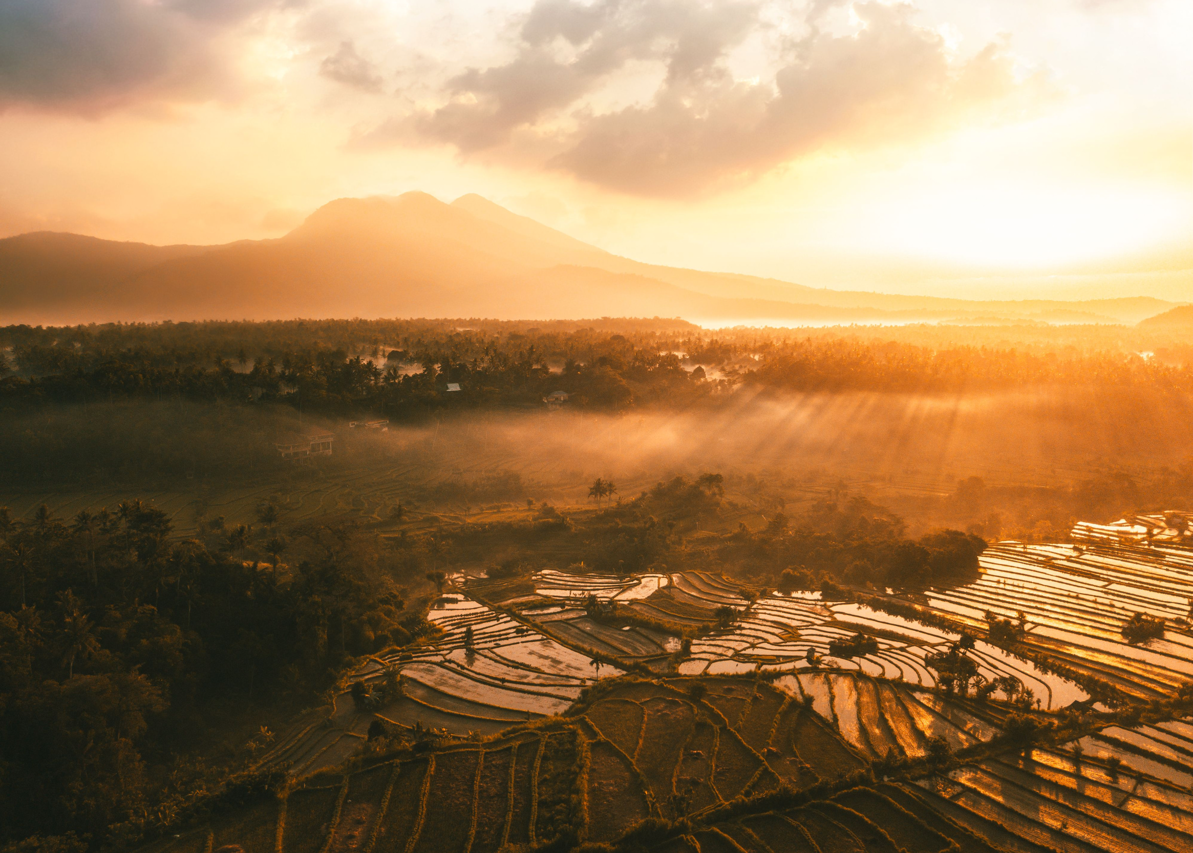 Campos de arroz al amanecer en Bali